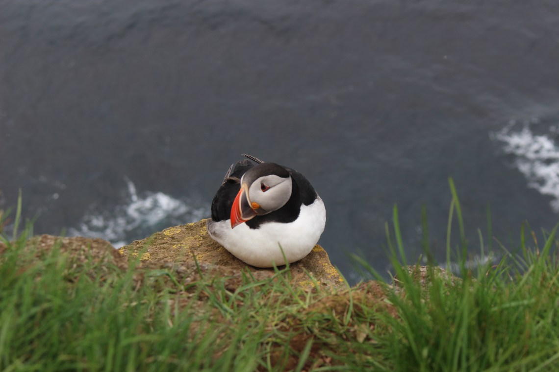 Puffins